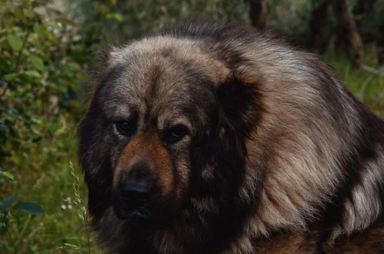 Appartamento A Villa Rosa Compiobbi Kültér fotó